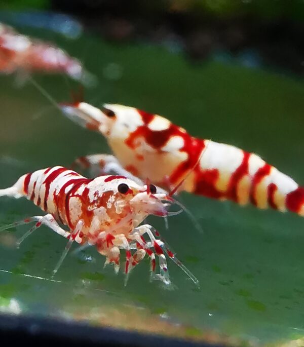GALAXY RED FANCY TIGER - 1.0 CM - Image 3